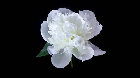 Timelapse of White Peony flower blooming on black background
