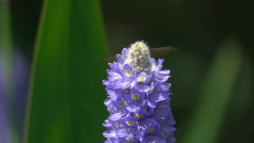 A bumblebee taking off from a Pontederia cordata flower in a blurred green aquatic plant background