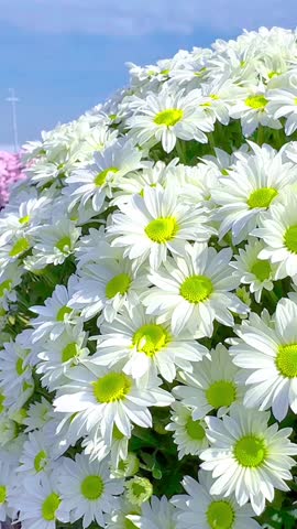 A cheerful field of white daisy-like flowers with bright yellow centers, swaying gently under a clear blue sky. Perfect for themes of purity, summer, nature, and fresh beginnings.