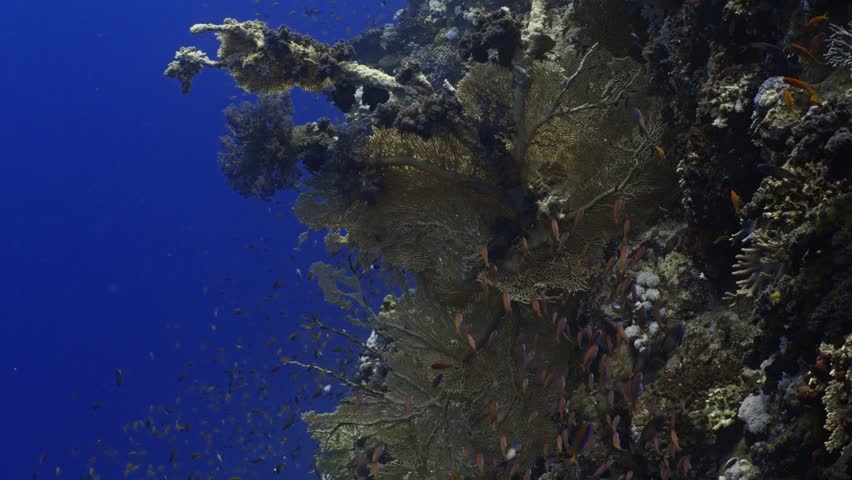 Gorgon on the Coral Reef- Red Sea, Fury Shoal, Egypt