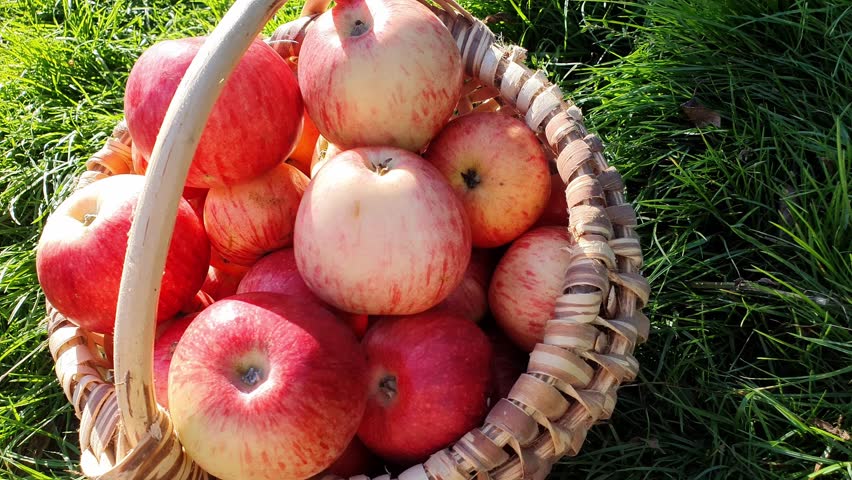 Colorful fruits in a wicker basket on the grass are a great addition to advertising materials for fruit drinks, food products and agricultural brands.