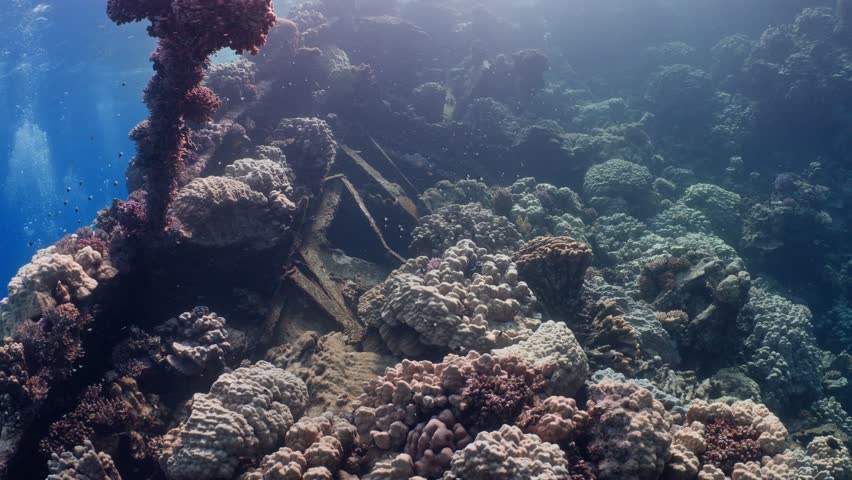 Wreck of the Tugboat - Fury Shoal, Egypt, Red Sea