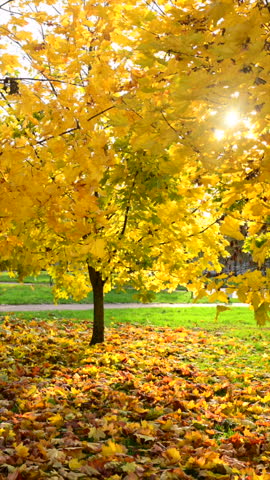 Autumn in the city. Autumn mood.