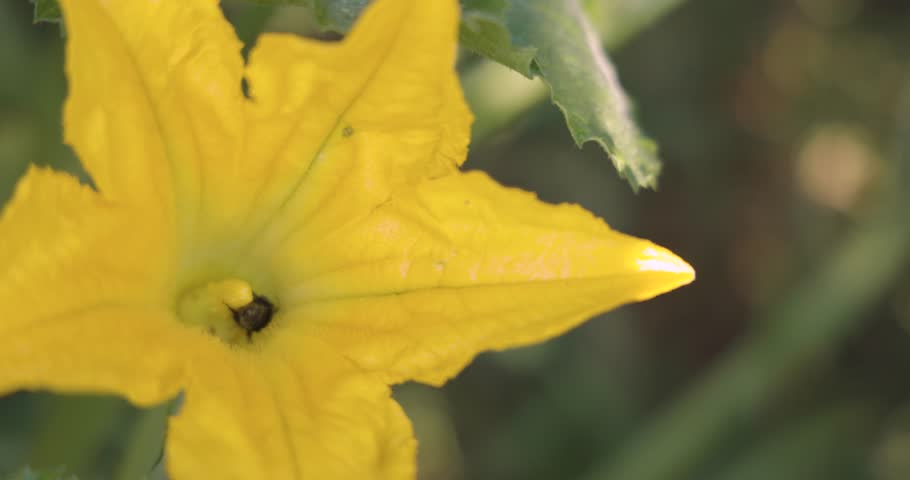 A yellow zucchini flower with a bee in the center. The flower is surrounded by green leaves