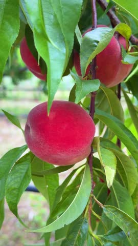 Red peaches growing on tree with green leaves in summer orchard, organic fruit and harvest concept, vertical video