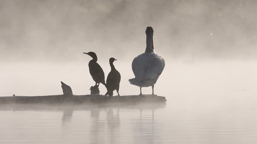 Slow motion video of a double-crested cormorant (Nannopterum auritum) confronting an American white pelican (Pelecanus erythrorhynchos) on a log at Antelope Lake in Plumas County, California