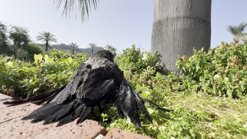 A baby crow is lying on the grass. wet chick basking in the sun High quality photo