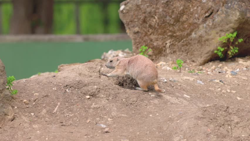 Group of Black Tailed Prairie Dogs Standing funny on a rock, daytime