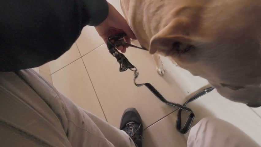 Owner point of view putting a excited dog on a leash at home, leaving home to walk it