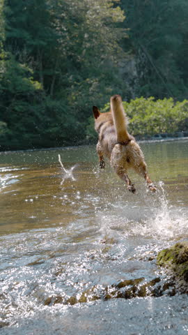 VERTICAL, SLOW MOTION: Brown dog energetically runs into the water after a thrown wooden stick. Playful doggie enjoys playing by the cool wild river on sunny day. Summer refreshment in pristine nature