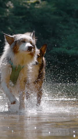 VERTICAL, SLOW MOTION, PORTRAIT: Dogs stop while running across river when an Australian Shepherd shakes off, making a torrential spray of droplets. Their priceless expressions show pure delight.