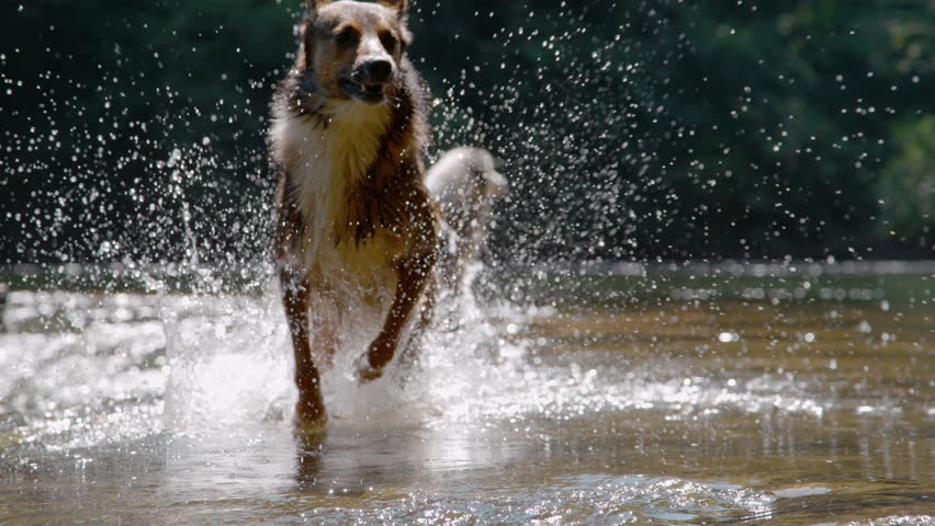 SLOW MOTION, CLOSE UP: Wet mixed breed dog runs through shallow water, kicking up a large, dramatic splash as sun highlights flying water droplets. Joyful and refreshing canine moment by the river.