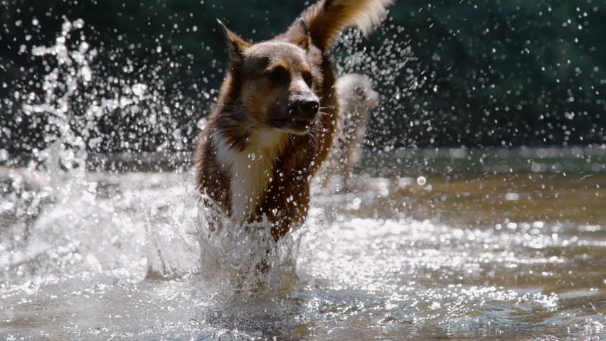 SLOW MOTION, CLOSE UP: Wet mixed breed dog runs through shallow water, kicking up a large, dramatic splash as sun highlights flying water droplets. Joyful and refreshing canine moment by the river.