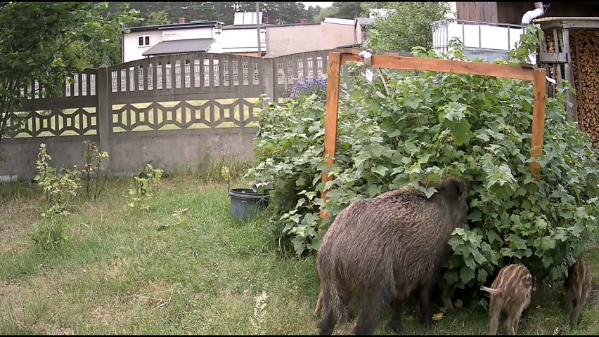 A sow with young wild boars approaches a blackcurrant bush growing under the fence of a plot of land with a single-family home. The wild boars eat the currants from the bush, but also the plants.
