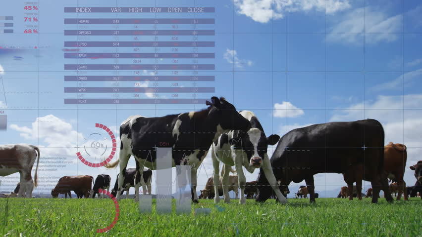 Upon grazing start, dairy cows grazing overlaying data fading animating charts showing milk output. Agriculture, livestock, pastoral, digital analytics, data visualization, rural landscape, farming