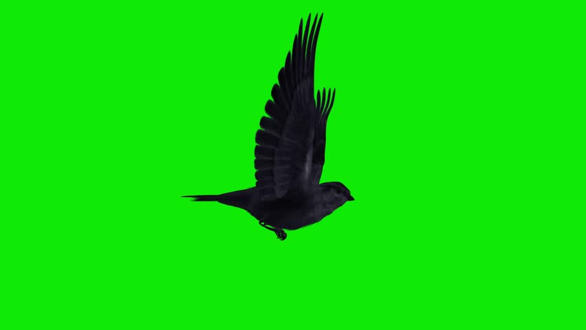 Black Swift -Swallow Bird - Flying Loop - Aerial Side Close Up View - Green Screen - Realistic Full HD 3D animation isolated on chroma key background