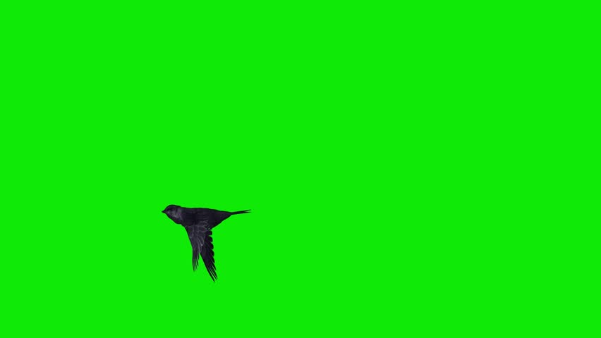 Black Swift -Swallow Bird - Flying Over Screen Transition II - Realistic 4K UHD 3D animation isolated on green chroma key background