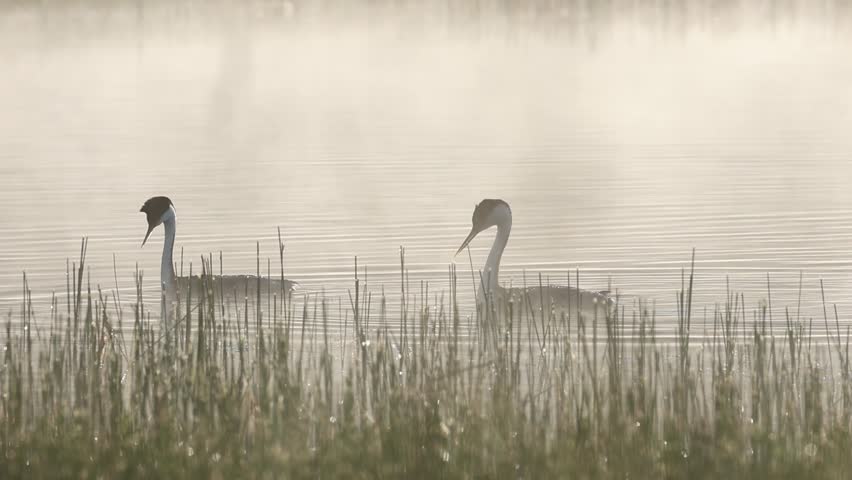 Western grebe pair (Aechmophorus occidentalis) swimming and diving in unison at Antelope Lake in Plumas County, California on a misty summer morning.