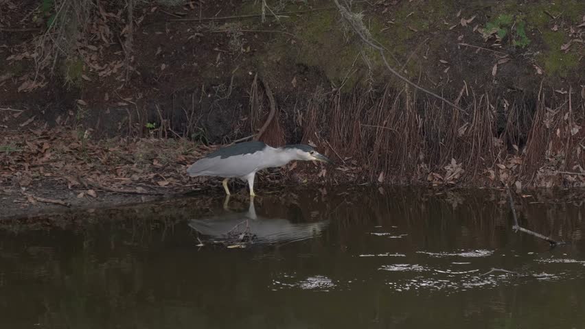 Black-crowned Night Heron Fishing in Florida Swamp