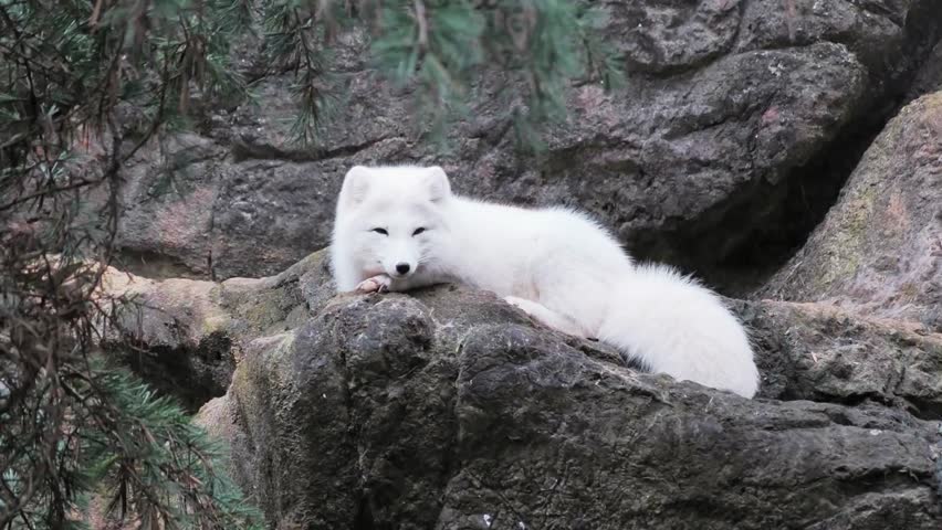 White fox sitting on a rock in the wild, showcasing its thick fur and natural beauty in a serene landscape. 