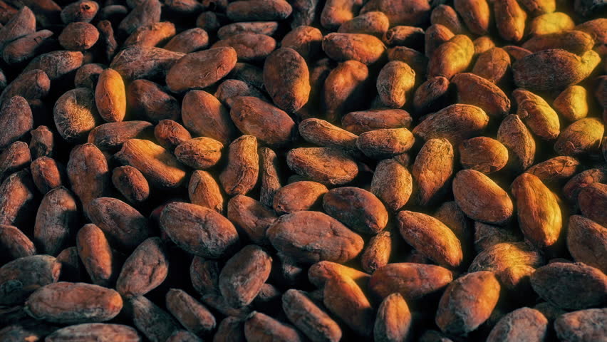 Chocolate Cacao Beans Pile In Sun Glow