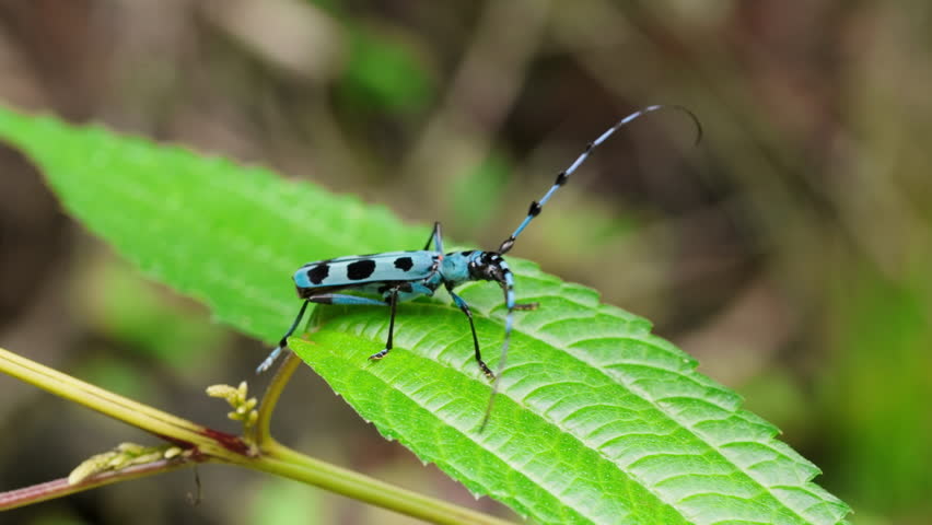 Blue Longhorn Beetle (Rosalia batesi) Fly Away From Green Leaf