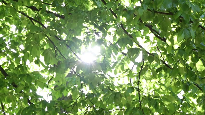 Bright golden sunlight dramatically filters through thick green tree canopy creating dynamic light patterns as leaves gently sway in natural breeze with luminous rays piercing foliage