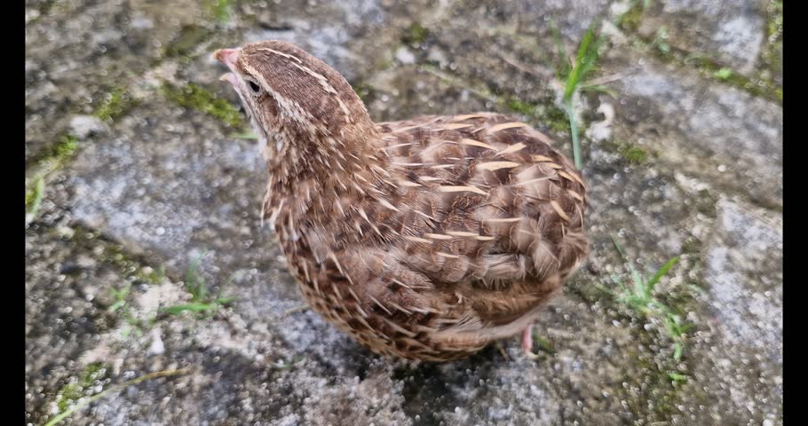 Video of children playing with a quail