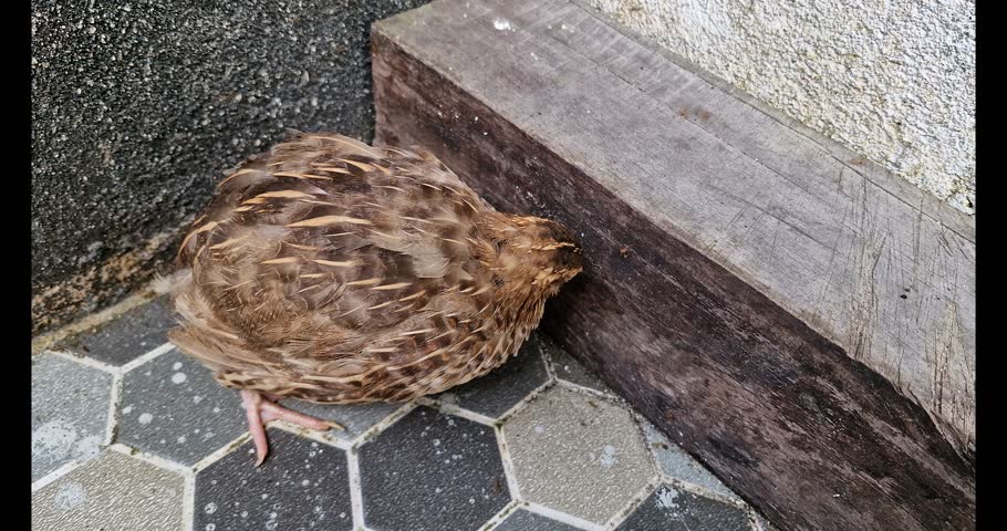 A frightened quail in the corner of the room