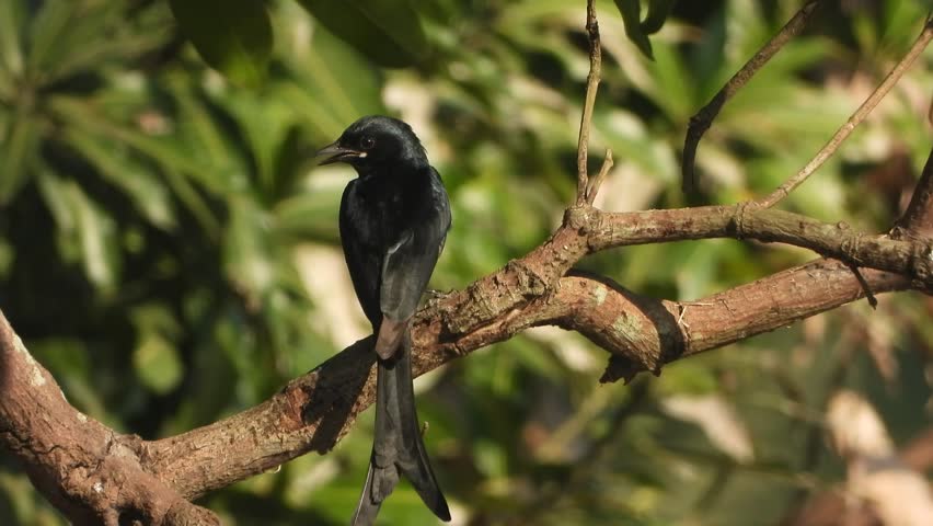 Black Drongo bird relaxing on tree .