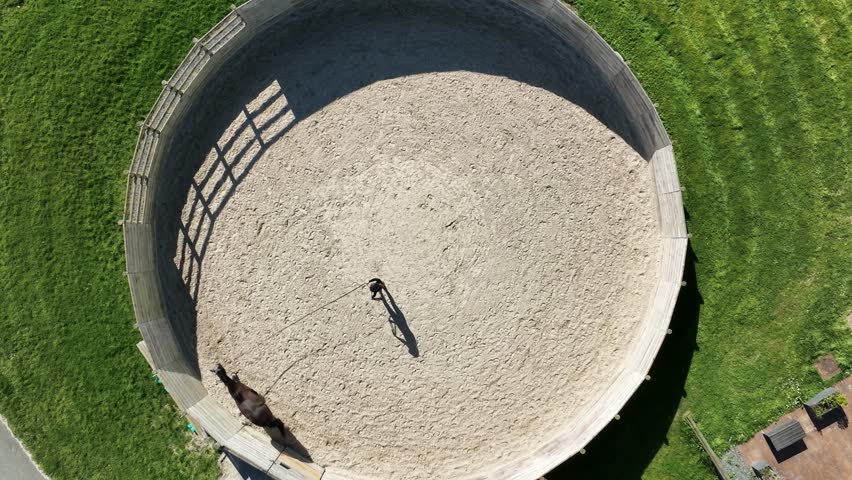 Aerial view of a horse performing a lunging exercise, circling smoothly around its trainer.