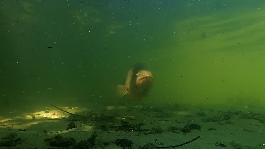A largemouth bass – Micropterus salmoides – rests on the sandy bottom in shallow water, staring into the camera before calmly swimming off in profile.