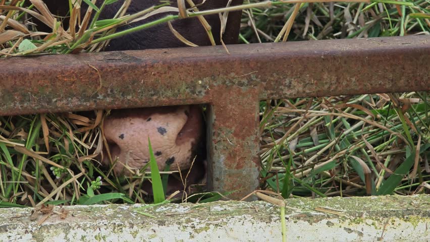 Ankole Watusi Cow Eats Grass.