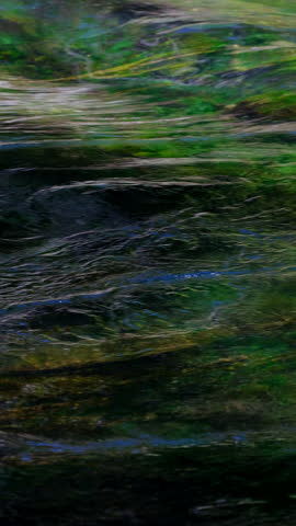 beautiful river in the forest