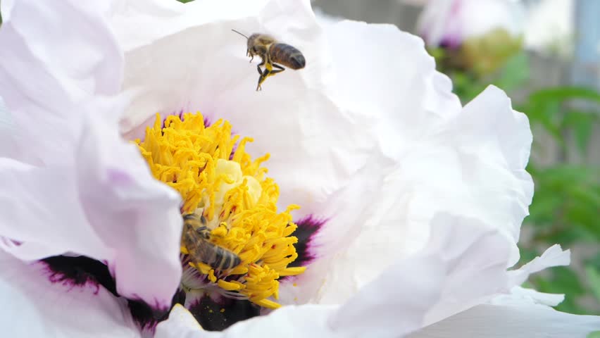 Working bee flying over white field, carefully collecting nectar from flower. This work fills hive with nature's sweet gift. Bright sunlight illuminates her path, green leaves, picturesque landscape