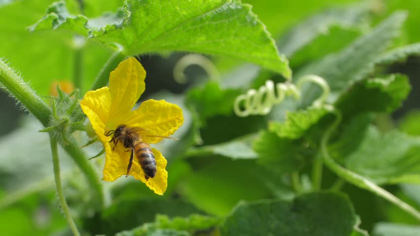 Diligent bee hovers above garden with blooming yellow cucumber flowers, gracefully collecting nectar and honey. This scene showcases tranquility of nature appreciation and activity of bees in gardens