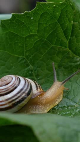 Nature detail of striped snail on green leaf. Shell design stands out against plant pattern. Moisture on surface. Garden serenity. Tiny world. Fresh outdoor life. Quiet perspective