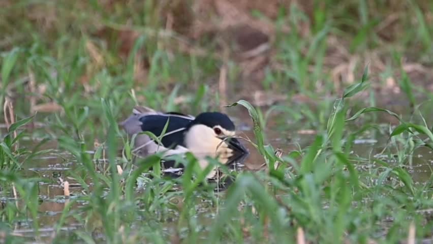 video of the black-crowned night heron or black-capped night heron in habitat