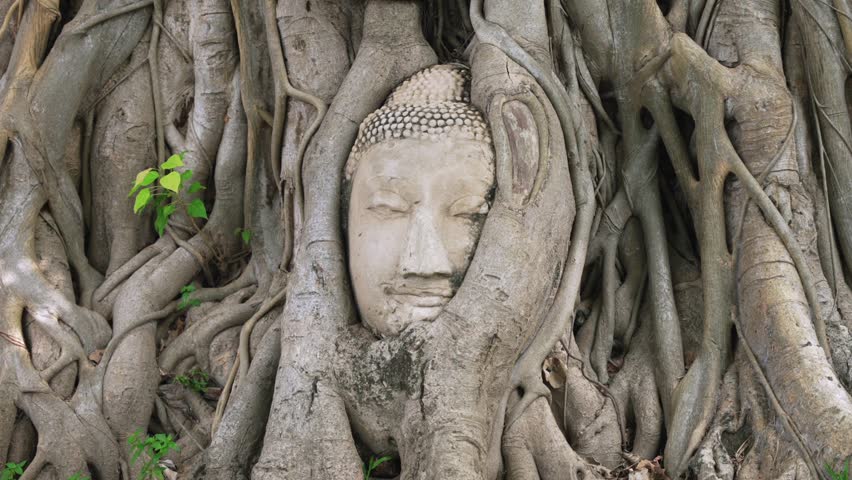 Mystical Buddha Head in Bodhi Tree Roots at Wat Mahathat, Ayutthaya - Symbol of Thai Spiritual Serenity. Zoom in cinematic shot