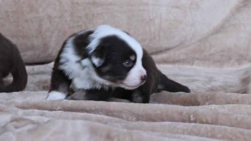 A puppy is laying on a blanket with its head down