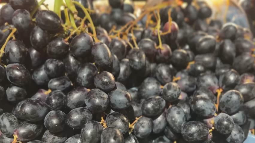 Fresh black seedless grapes in close-up with glossy skin and rich clustered texture