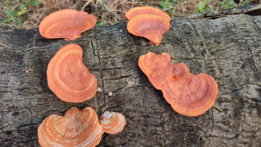 Pycnoporus coccineus fungus growing on dead tree trunks