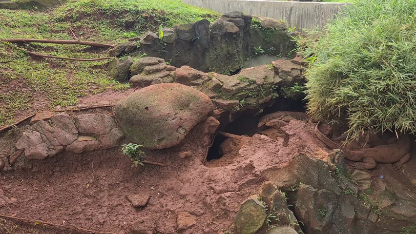 Monitor lizards inside a burrow, showing scaly bodies partially hidden in narrow earthy hole within a natural or captive environment.