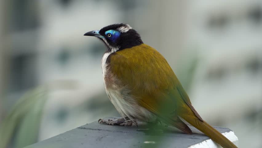 A Blue-faced Honeyeater (Entomyzon cyanotis) perches on an apartment rooftop, chirping in an urban setting, puffing up its plumage to stay warm, close up shot.