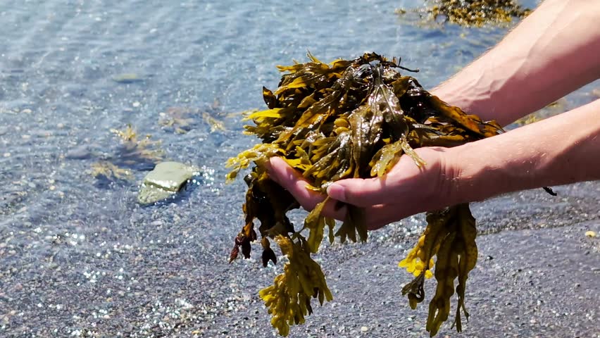 A human holding fresh hand harvested organic Spiral Wrack (Fucus spiralis) seaweed on the seashore. Concept of healthy nutrient harvest for medical use and food. 