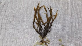 An organic laminaria digitata algue washed on the beach of Atlantic Ocean. Moving with waves. - Powered by Shutterstock - Get 15% off with code: PIKWIZARD15