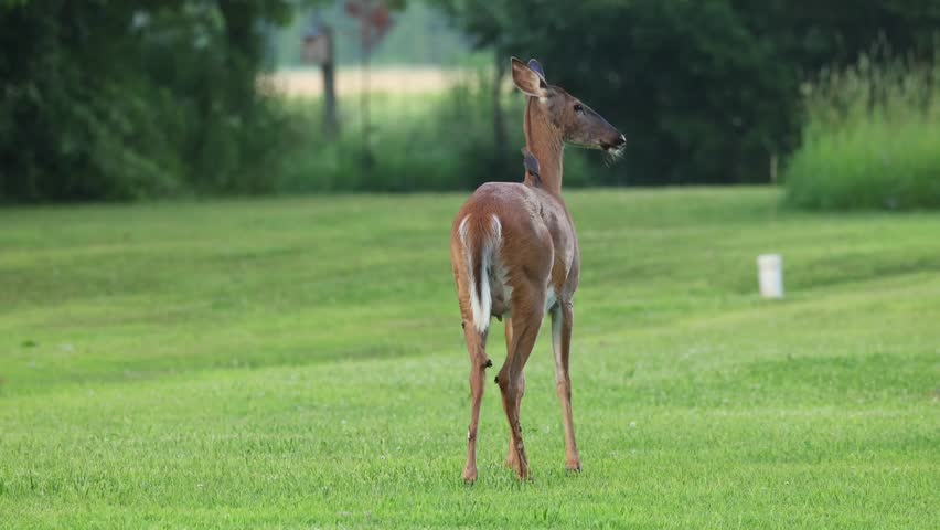 An alert white-tailed deer standing still and gazing in a quiet natural forest setting with soft daylight