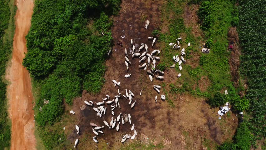 Top down aerial of a large herd of cattle on a field in rural Nigeria, Africa. The drone slowly rotates while the cows relax on the barren meadow.