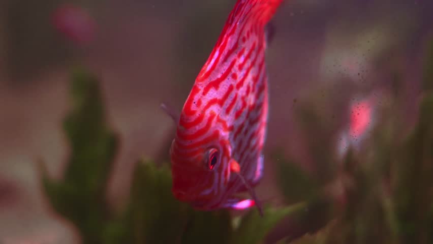 A single Red Discus fish (Symphysodon discus) swims in an aquarium.