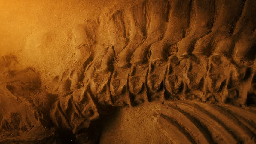 Jurassic Fossil In Dusty Glow